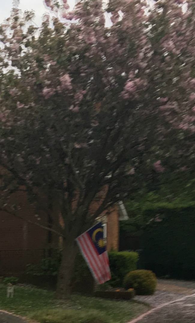 Malaysian-flag-in-tree