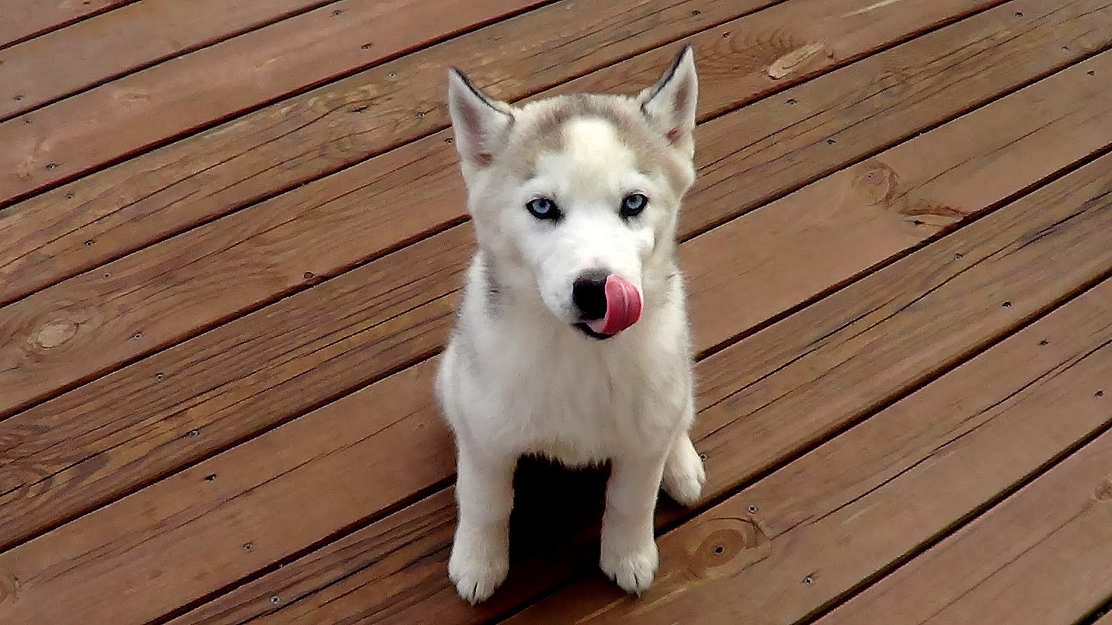 Average Cost Of Invisible Fence For Dogs Dog Choices