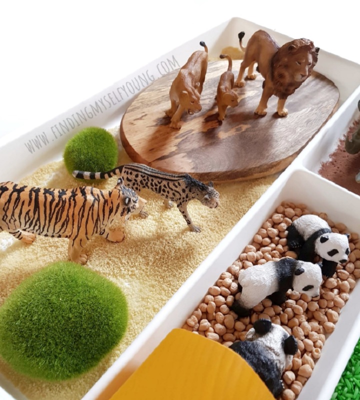 zoo small world lion and tiger enclosure