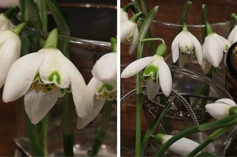 Schneeglöckchen-Strauß Frühjahrsblüher in der Vase