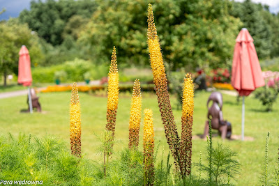 Powsin ogród botaniczny PAN rośliny kwitnące