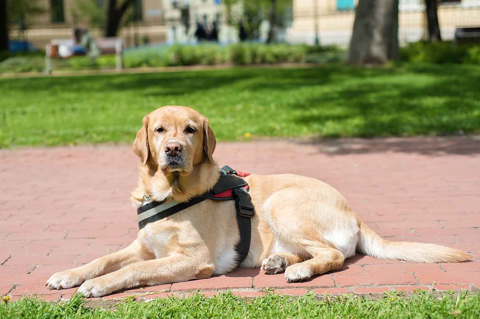 How Service Dogs Help Children Cope with Anxiety