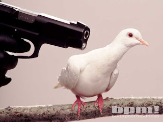 tir+pigeon.jpg