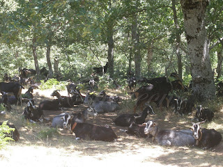 pastoreo en el valle del jerte