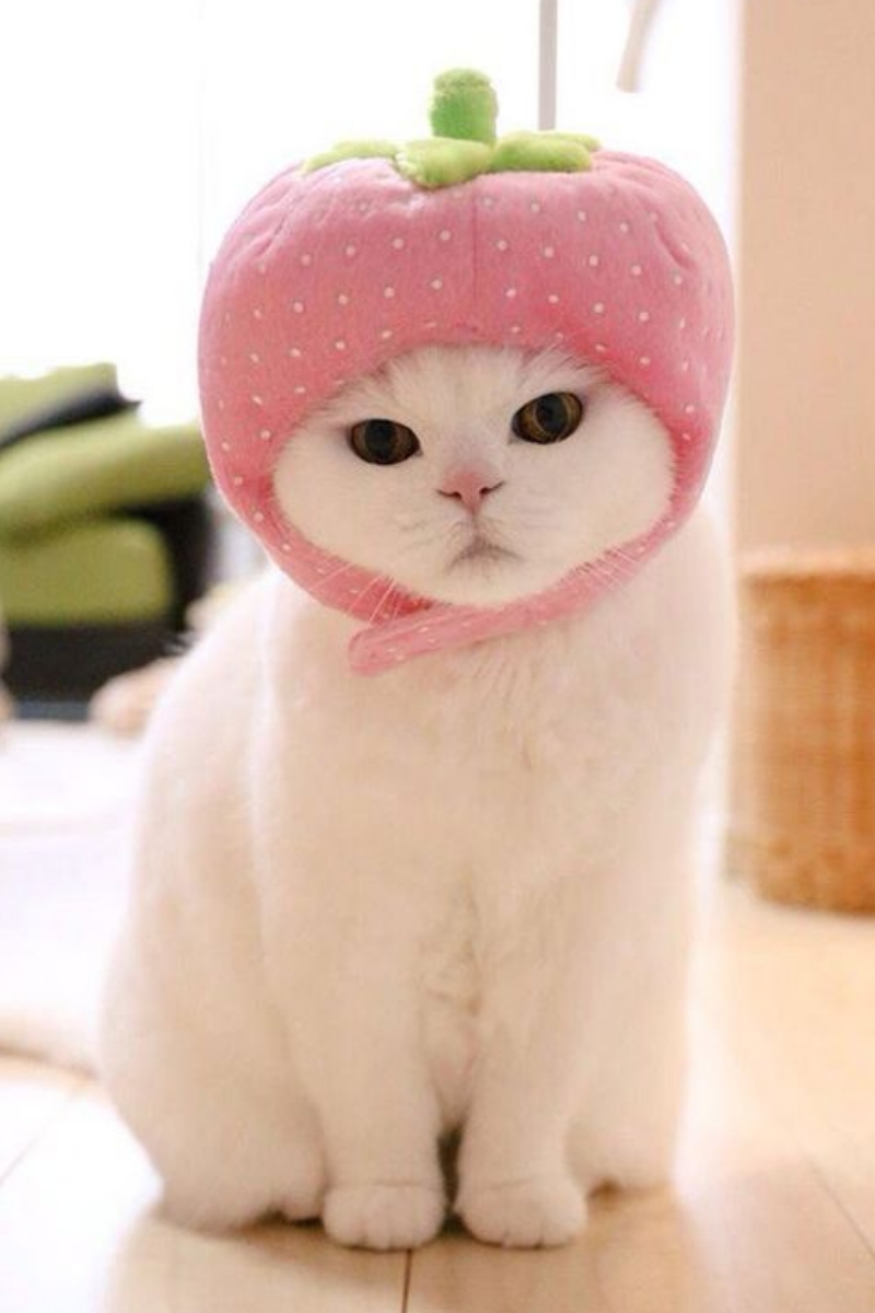 What Makes White Cats So Special Lovely Cat