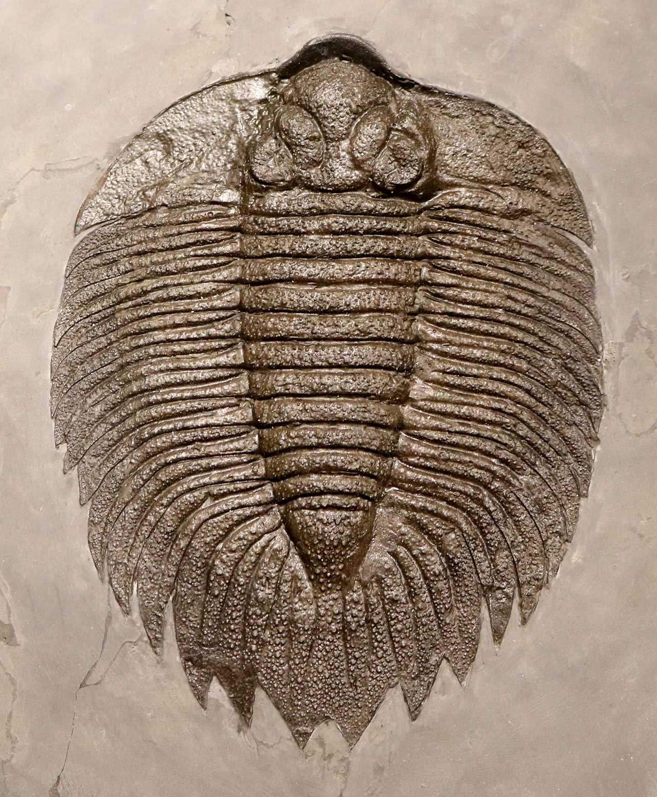 Louisville Fossils and Beyond Arctinurus boltoni Trilobite Fossil