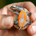8 tartarugas que você [possivelmente] não sabia da existência