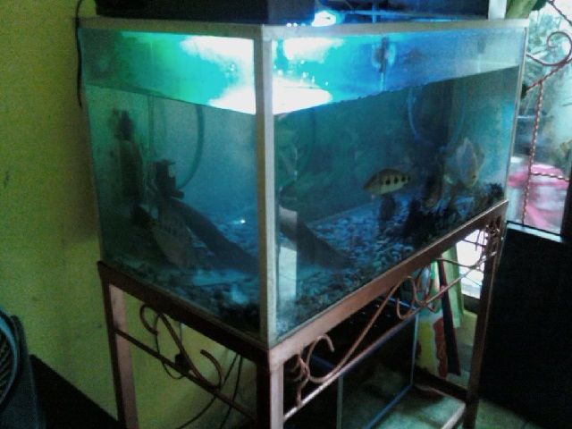 Memilih Akuarium Untuk Ikan Oscar Yang Bagus Dan Merawatnya