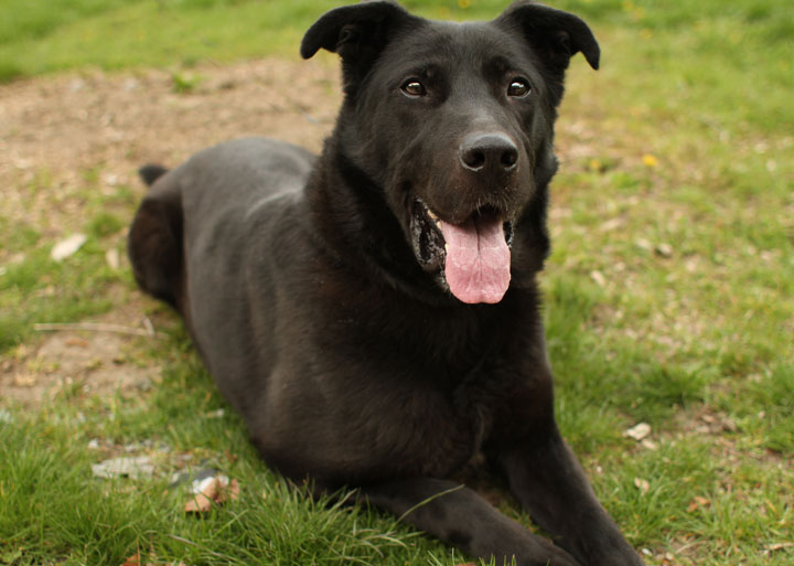 Gallery For Black German Shepherd Lab Mix Puppy