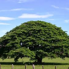 EL MADROÑO ÁRBOL NACIONAL DE NICARAGUA