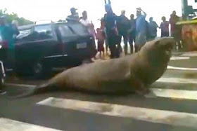 Singa laut menyeberangi jalan