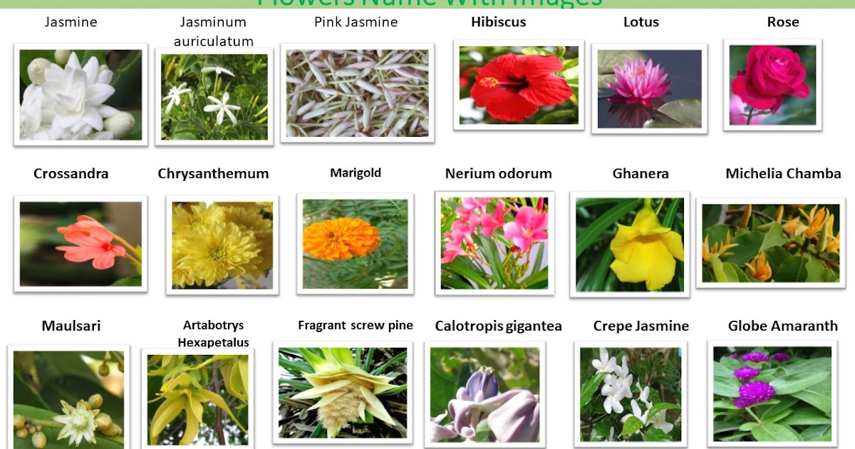 Beautiful Flower Names - 45 Pretty Flowers in the World with the Names ...