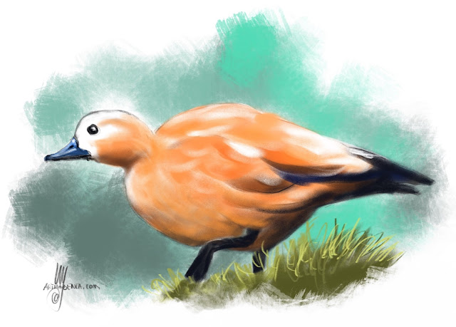Ruddy shelduck Bird painting by Artmagenta