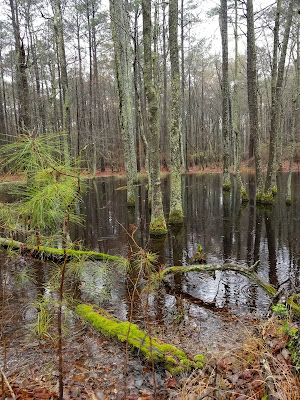 ephemeral wetland, pond