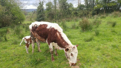 Irish Moiled Cow Facts, Weight, Height, Origin, Milk Production