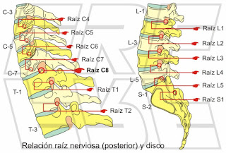 Relación raíz nerviosa y segmento vertebral.