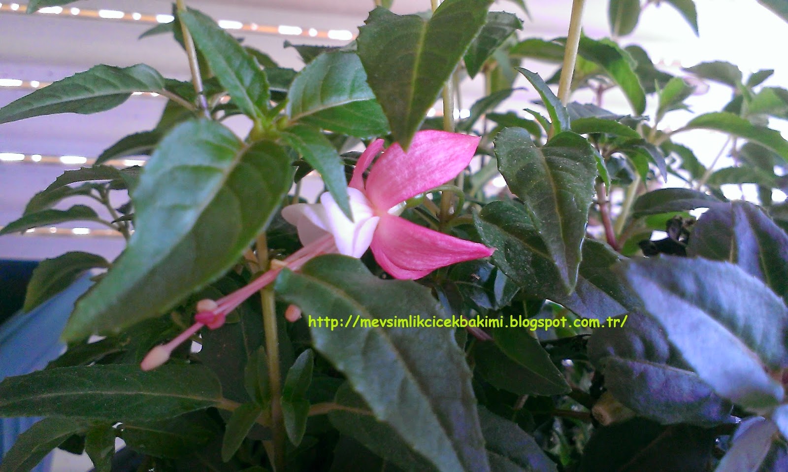 KÜPE ÇİÇEĞİ (Fuchsia) BAKIMI Çiçek Bakımı, Çiçek