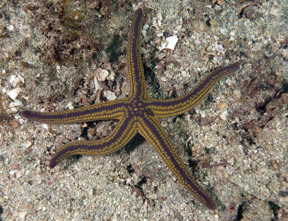 Морская звезда половое размножение. Морская звезда. Аквариумные морские звезды. Морская звезда коричневая. Желтая морская звезда.