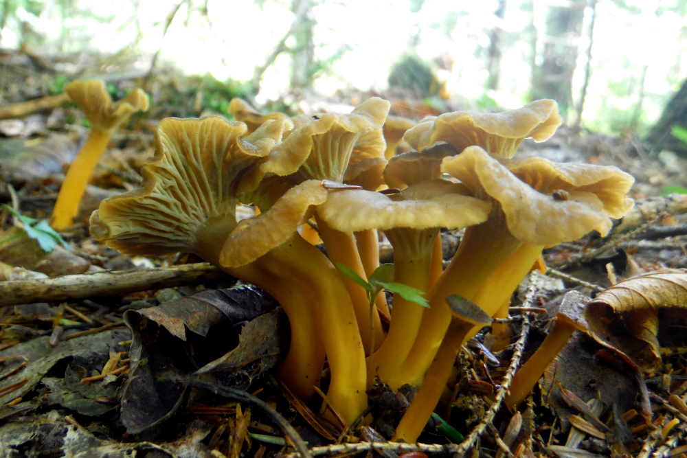 Edible Mushrooms Chanterelles Day Drunk Edible Mushrooms Chanterelles