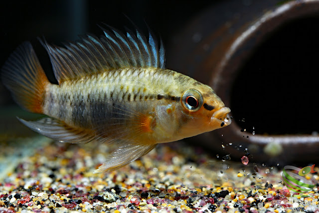 Apistogramma sp. manacacias / Rio Manacacias