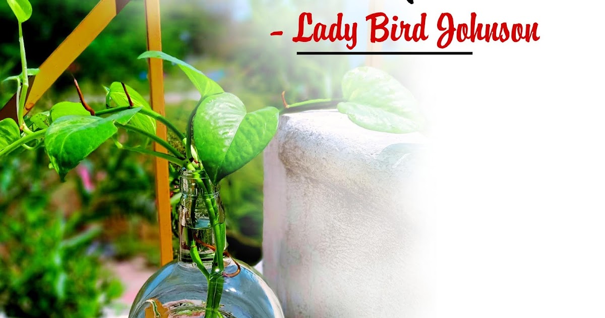 43+ Money Plant Captions for Instagram and Pick up Lines