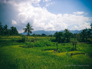 Natural Beauty Coutryside Scenery Of The Rice Fields On A Sunny Cloudy Day At Ringdikit Village North Bali Indonesia