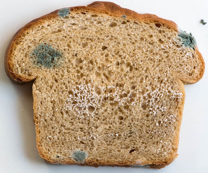 What Is Bread Mold?