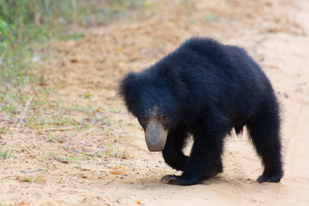 Dev Wijewardane Photography Sloth Bear Wilpattu, Sri Lanka