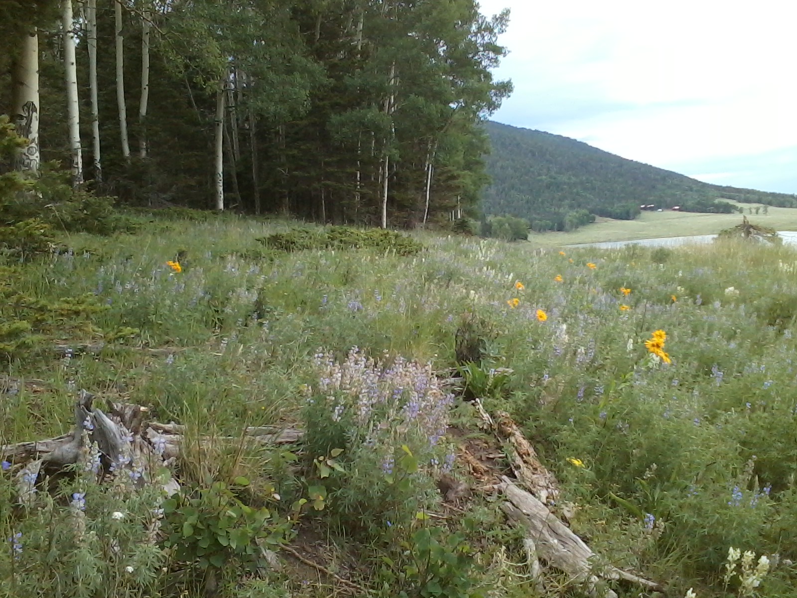 Forbes Park Colorado Information