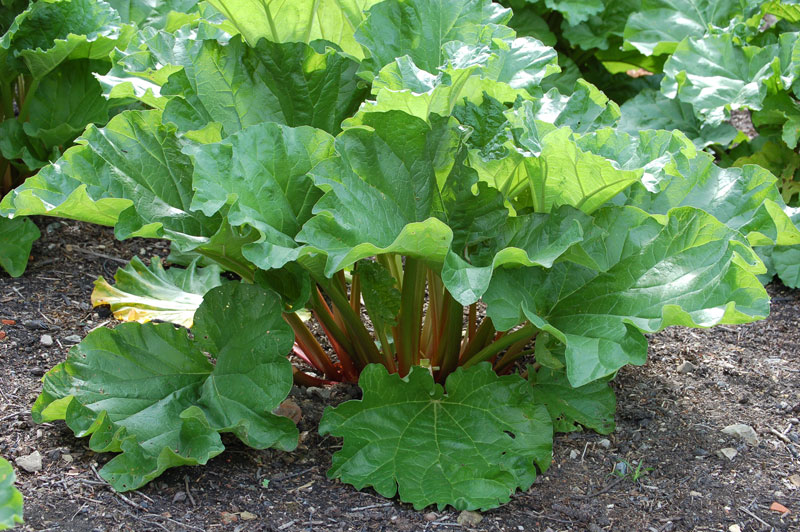 Picture Of Mature Rhubarb Plant 78