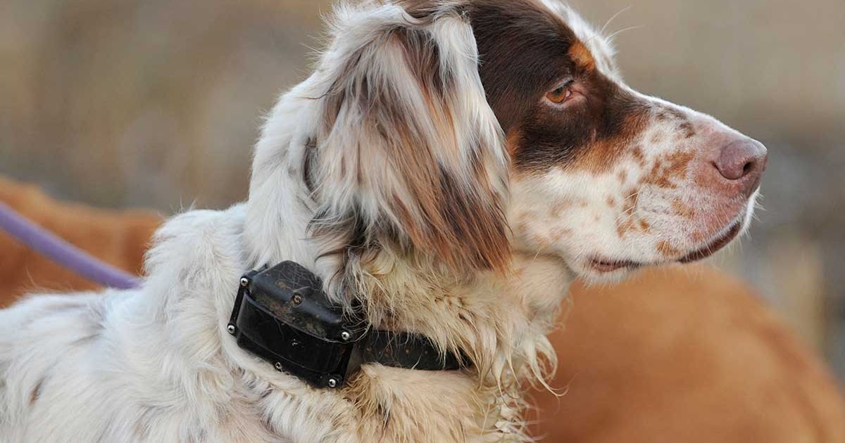 Why Electric Shock Dog Collars Should be banned Doglopedix