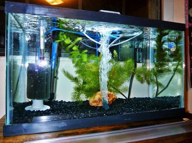 Daftar Harga Filter Aquarium Terbaru Daftar Harga Filter Aquarium Terbaru
