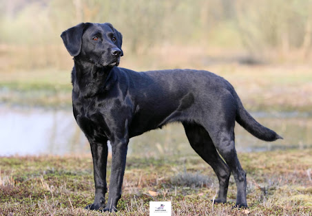 Labrador dog breed characteristics