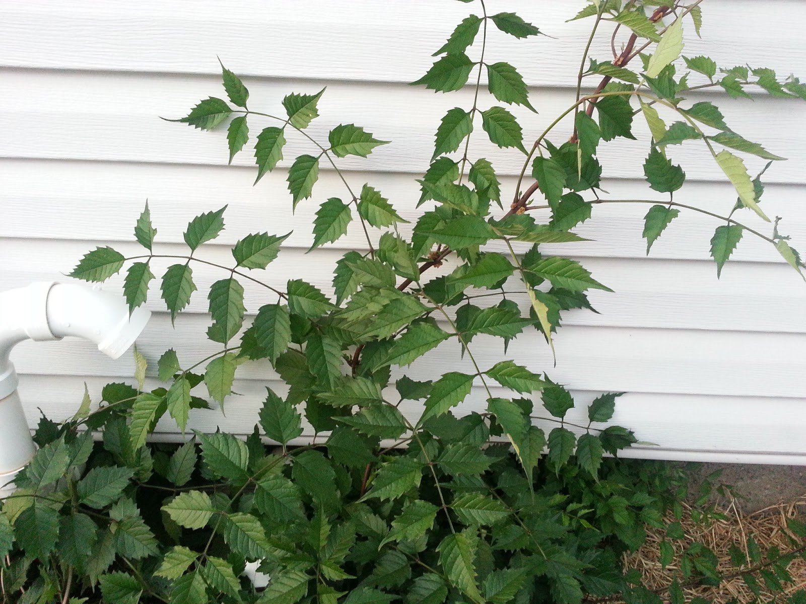 The Urbane Farmer More plant identification
