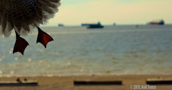 oh took he thankfully saw almost bird another