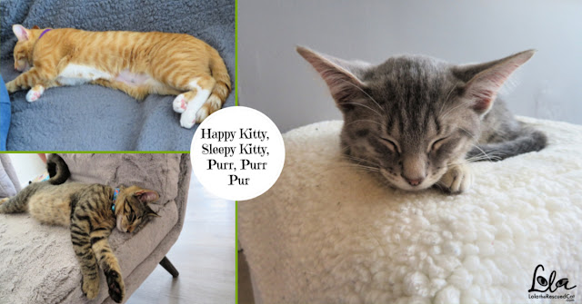 cat cafes|the windy kitty|chicago