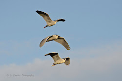 birds flying night flight raeder herons returning unusual moment special three very