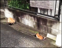 Funny Cat GIF • 2 feral cats playing in the ‘tunnel-sewer’. “Catch me if you can.”