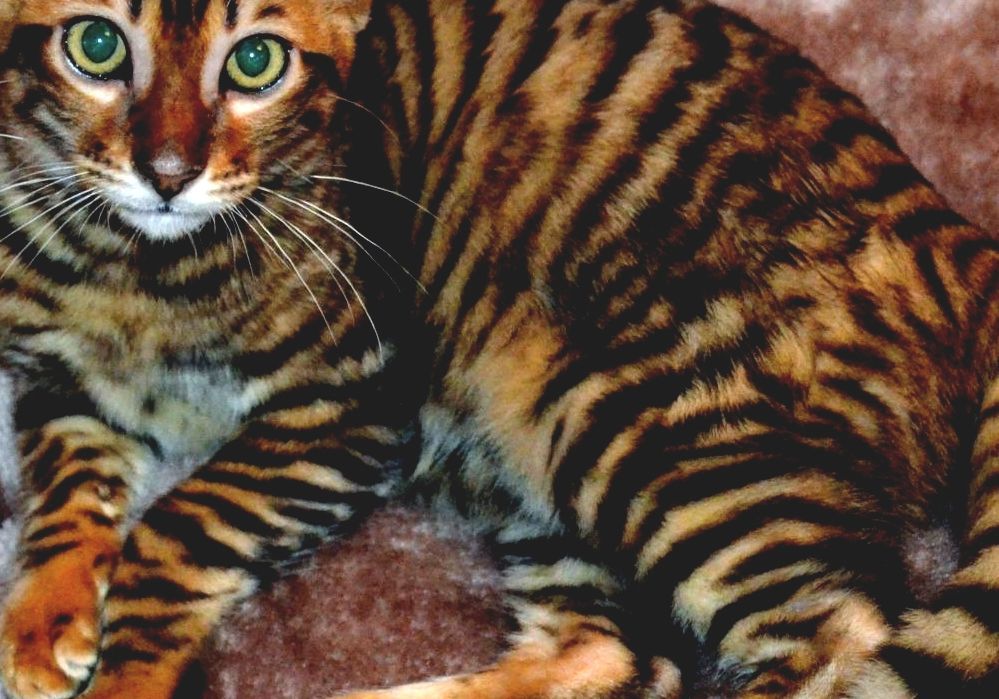 Toyger - Toyger Cat Breeders