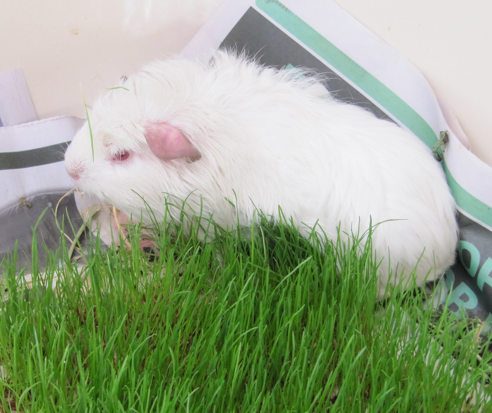 All Things Guinea Pig Growing Grass