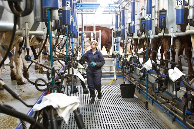 sala de ordeño de vacas