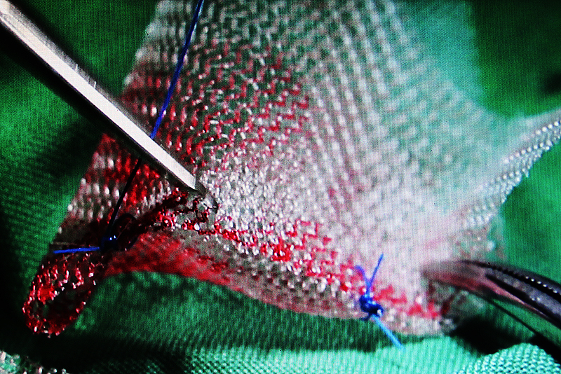 Be Kind To Pets, Vet case studies, Photography tips, Travel Stories