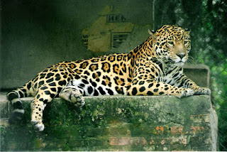 Arjantin’deki vahşi yaşamı koruma ve rehabilitasyon merkezinde bir jaguar.