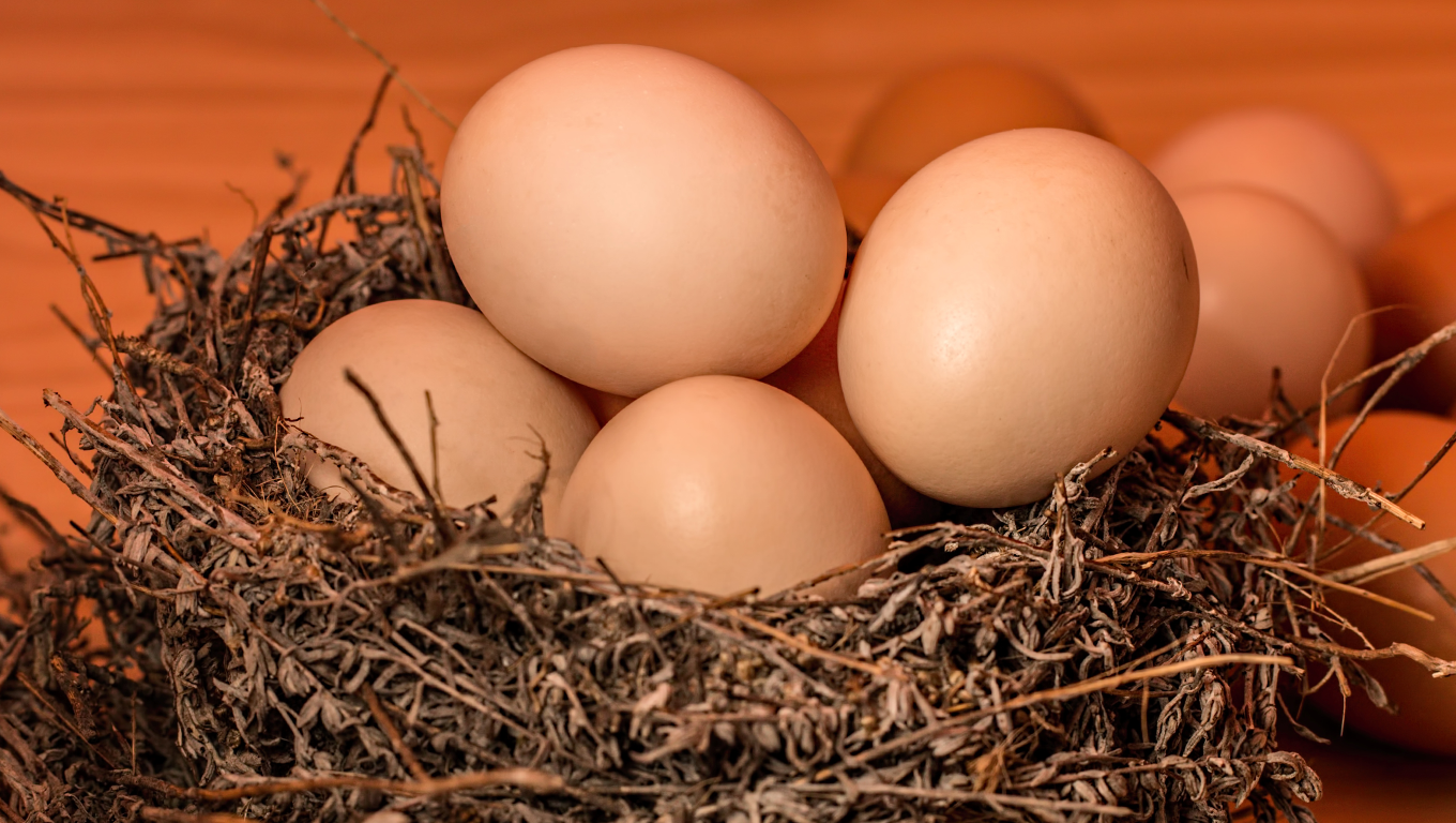 كيفية صناعة فقاسة بيض في المنزل من الاول الى ان يتم فقس البيض نجحة 100 Youtube