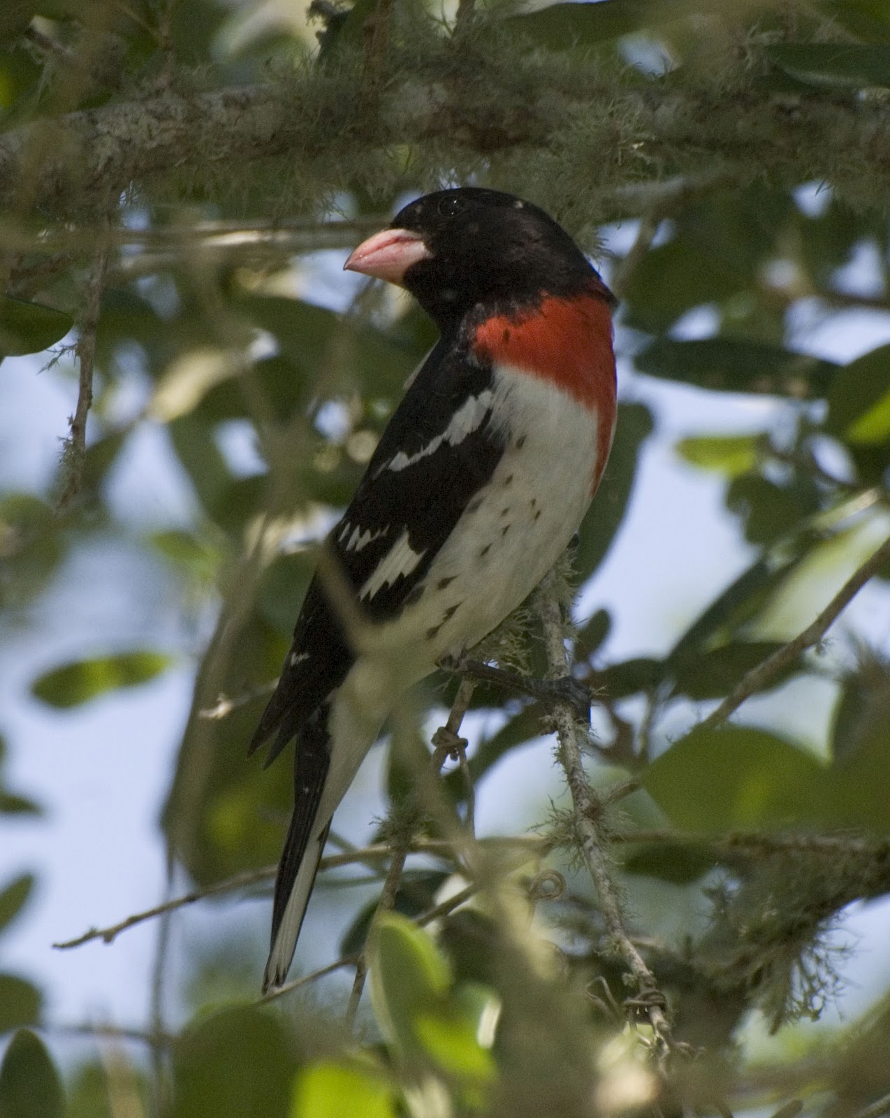 SW Louisiana Birds May 2012