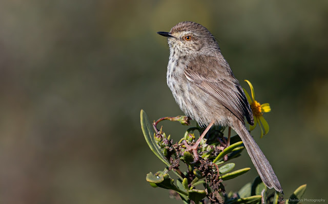 Perched Karoo Prinia Table Bay Nature Reserve Woodbridge Island Copyright Vernon Chalmers Photography Perched Karoo Prinia Table Bay Nature Reserve Woodbridge Island Copyright Vernon Chalmers Photography