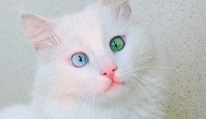 Gambar Kucing Warna Biru - Koleksi Gambar HD