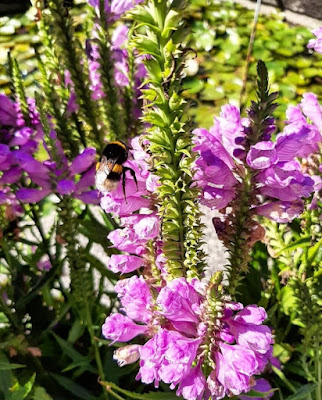 Orto Botanico Padova