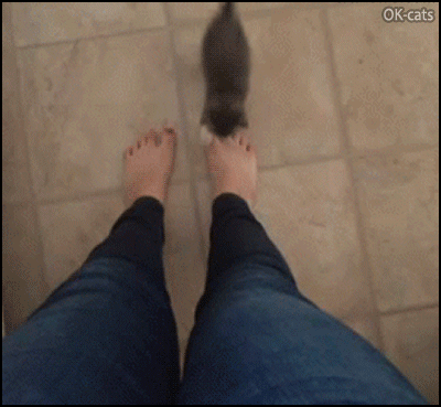 Funny Cat GIF • Cute hungry Kitten climbing up girl's Mom. “MEOW! Feed me, I'm so hungry!” Funny Cat GIF • Cute hungry Kitten climbing up girl's Mom. “MEOW! Feed me, I'm so hungry!”