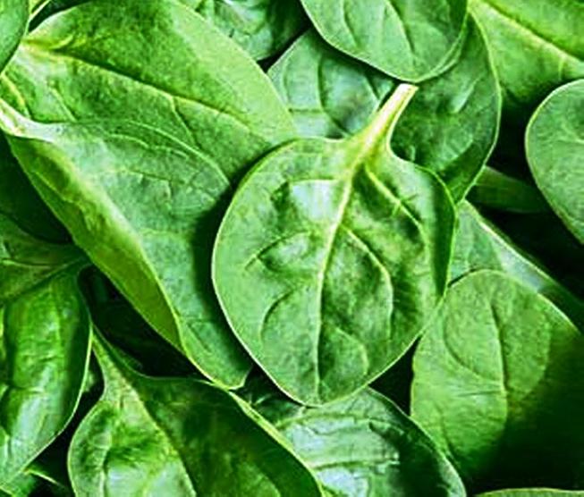 FOOD SAFETY Common food sources of Escherichia coli